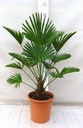 FLEUR ARBRE ARTIFICIEL GM